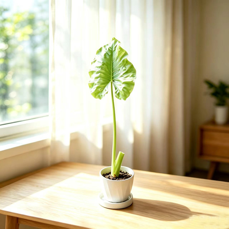 滴水观音盆栽文艺绿植好养