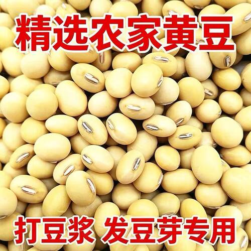 东北农家自种黄豆官方健康打豆浆专用非转基因高蛋白低易煮黄豆