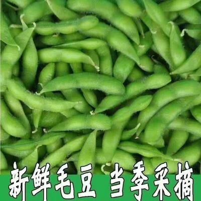 毛豆新鲜豆角新鲜毛豆带壳现摘青豆应季蔬菜豆荚脆甜爽口农家自种