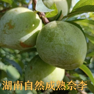 湖南永州特产现摘树上自然成熟奈李不泡药水不打蜡孕妇儿童放心吃
