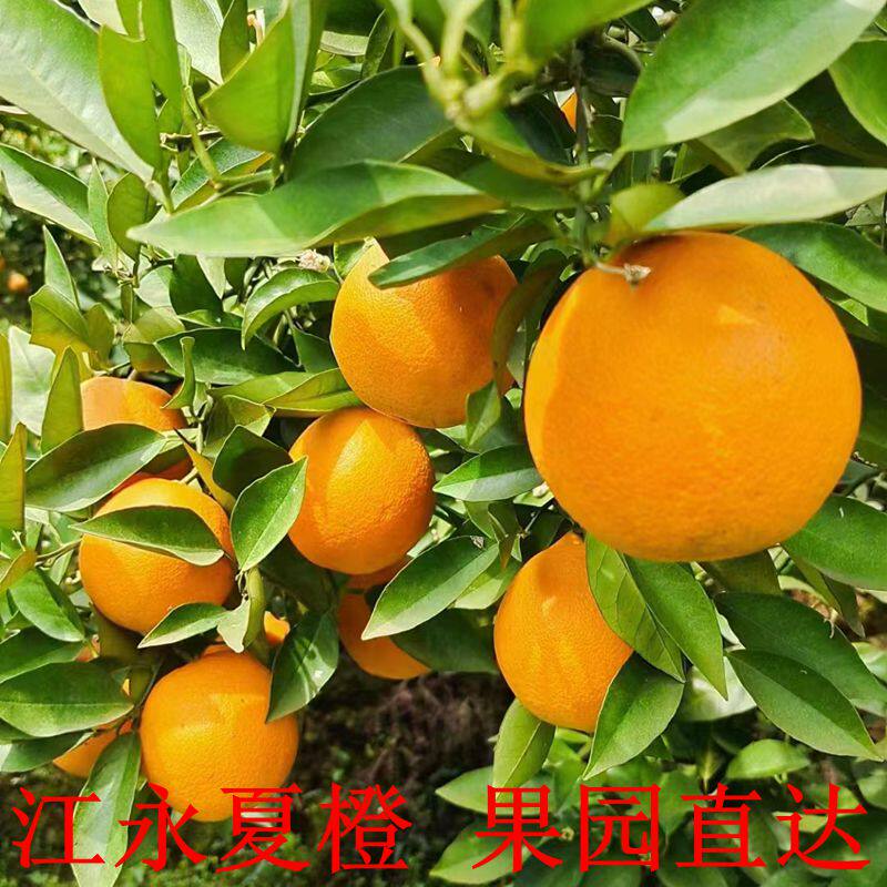 湖南永州特产正宗江永夏橙果园原产地直发不泡药水不打蜡应季水果