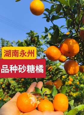 正宗湖南永州本地老品种砂糖橘果园直采保证不泡药水不打蜡