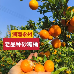 正宗湖南永州本地老品种砂糖橘果园直采保证不泡药水不打蜡