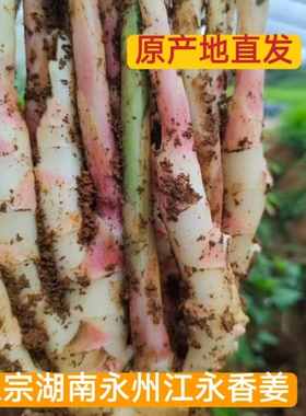 正宗湖南永州江永香姜仔姜嫩姜泡姜原料月子姜原产地直发脆嫩无丝