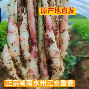 正宗湖南永州江永香姜仔姜嫩姜泡姜原料月子姜原产地直发
