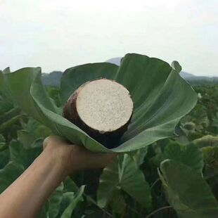 中国香芋之乡“江永香芋”又名槟榔芋芋头含大量淀粉蛋白质维生素