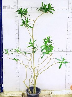 造型百合竹太阳神南洋杉等大型网红绿植一物一拍花场自销多省包邮