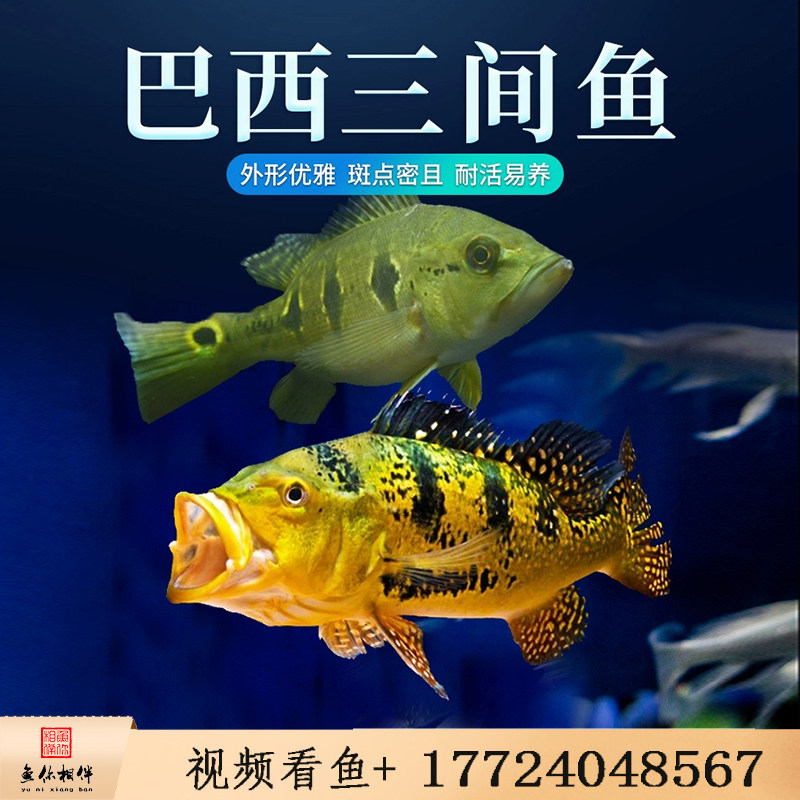 黄金巴西亚活体鱼虫纹皇冠帝王三间蓝帆眼斑孔雀鲈大型热带观赏鱼