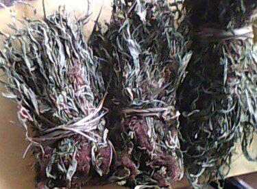 中药材 马蹬草 过桥草 还阳草 小石韦 马蹬草 250克280元包邮
