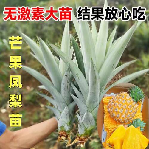芒果味的凤梨盆栽庭院台湾