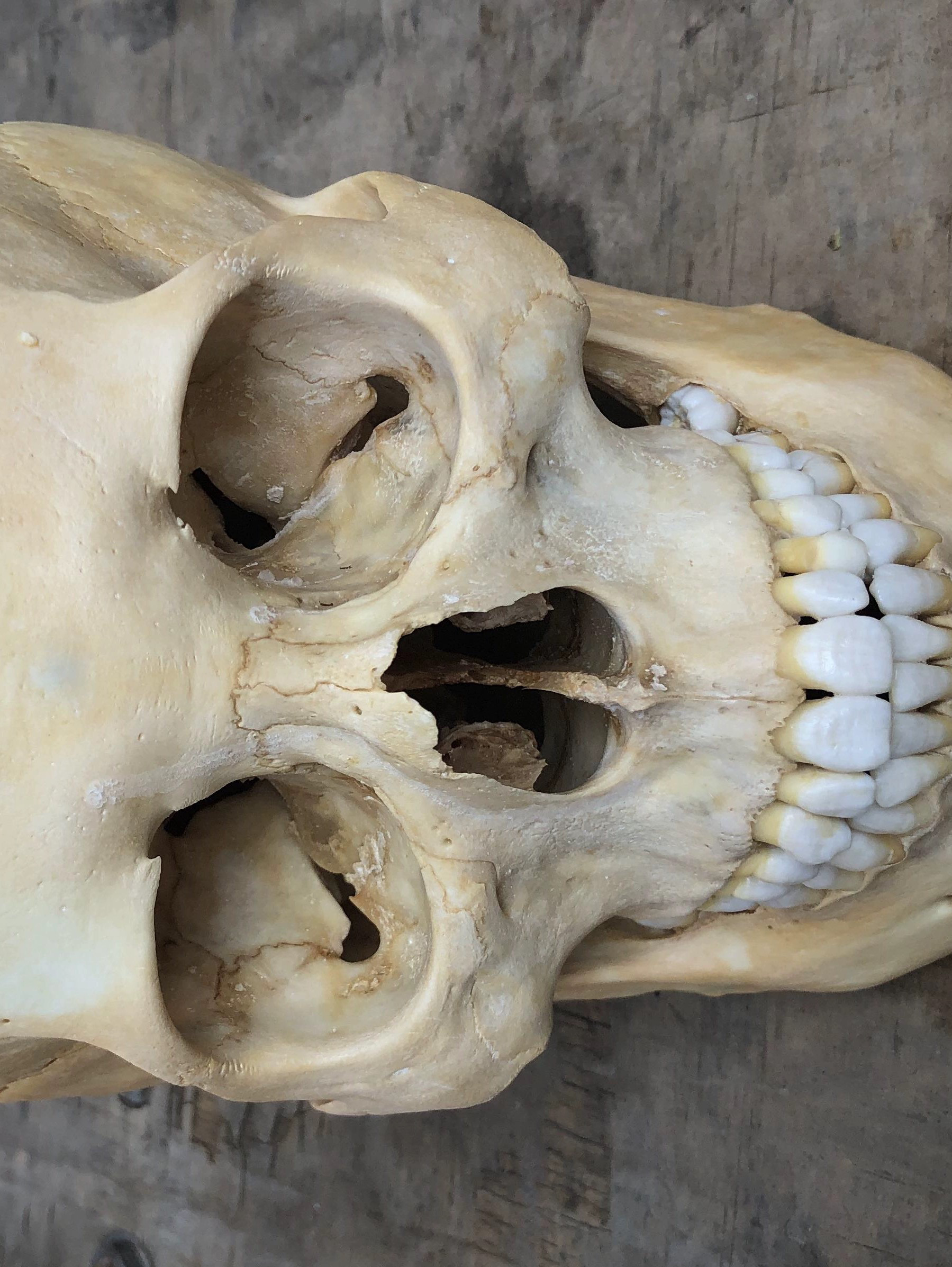 骷髅头骷颅头人头模型美院素描艺考医用教学万圣节道具美术仿真头