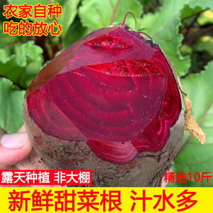 2025年新鲜原生态甜菜根10斤打汁甜根菜甜菜头红菜头现发包邮鲜甜