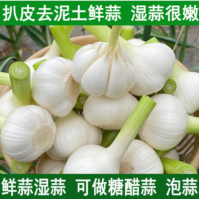 2026新鲜大蒜头鲜蒜湿蒜腌制大蒜