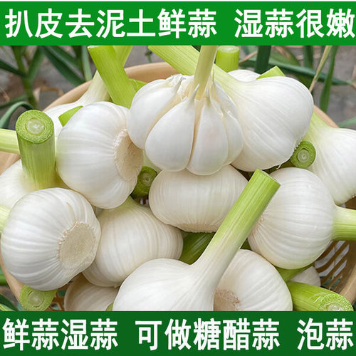 2026新鲜大蒜头鲜蒜湿蒜腌制糖蒜泡蒜山东白皮嫩蒜生蔬菜鲜蒜青蒜