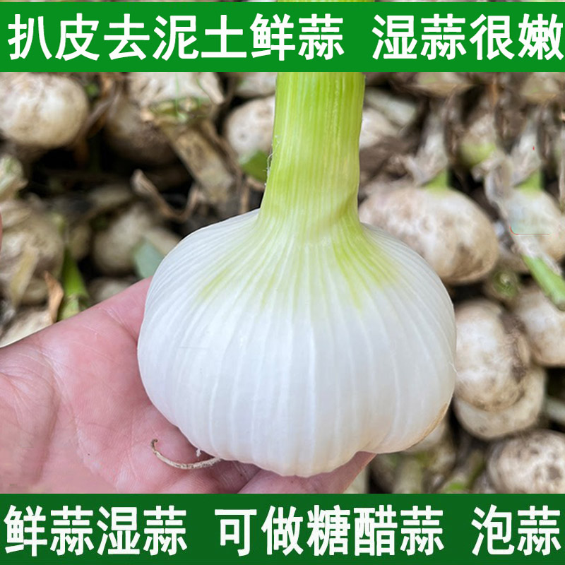 新鲜大蒜头现货鲜蒜湿蒜腌糖蒜山大蒜