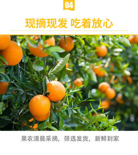 【产地直发】赣南脐橙脐橙新鲜水果现摘10斤甜橙赣州橙子