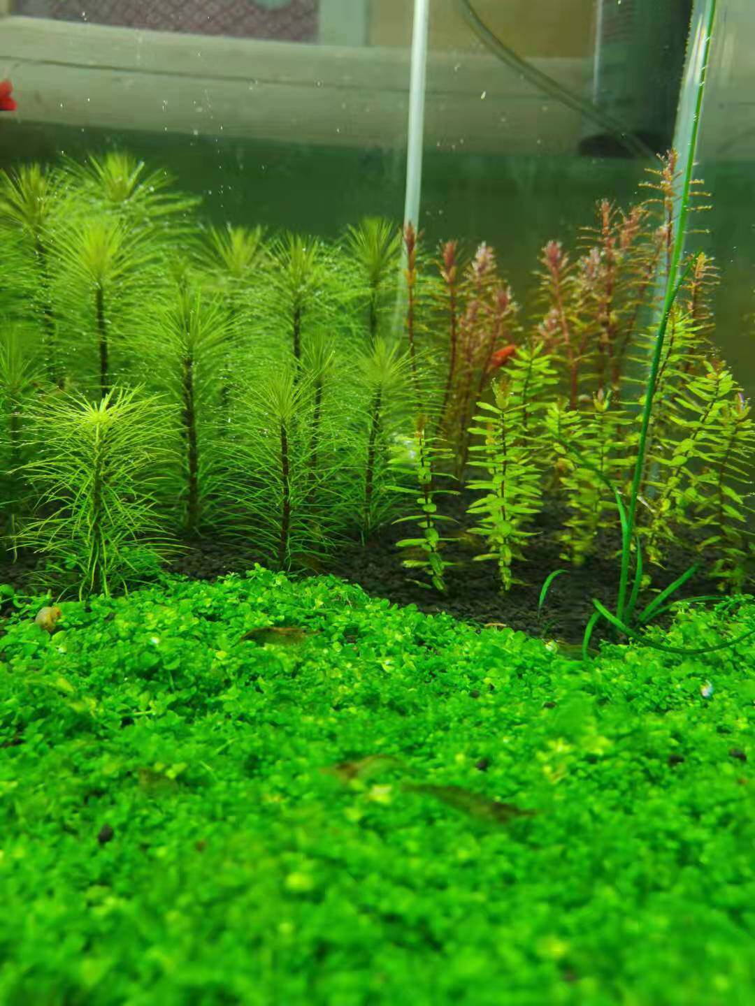 鱼缸造景前景草迷你矮趴地矮珍珠迷你牛毛天湖葵活体水下叶水草