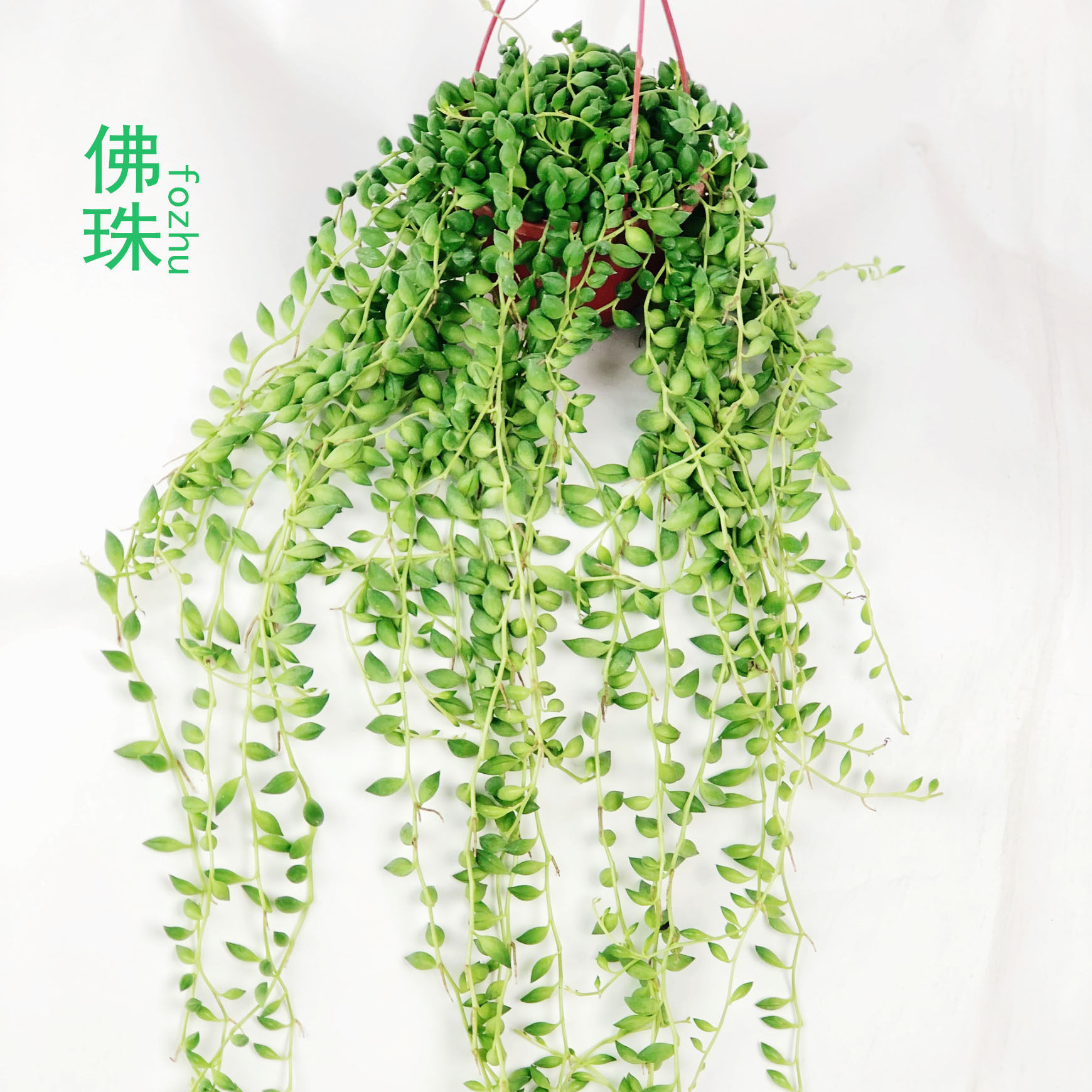 成都同城佛珠小吊兰垂吊多肉小盆栽菊科千里光属多肉基地多肉植物
