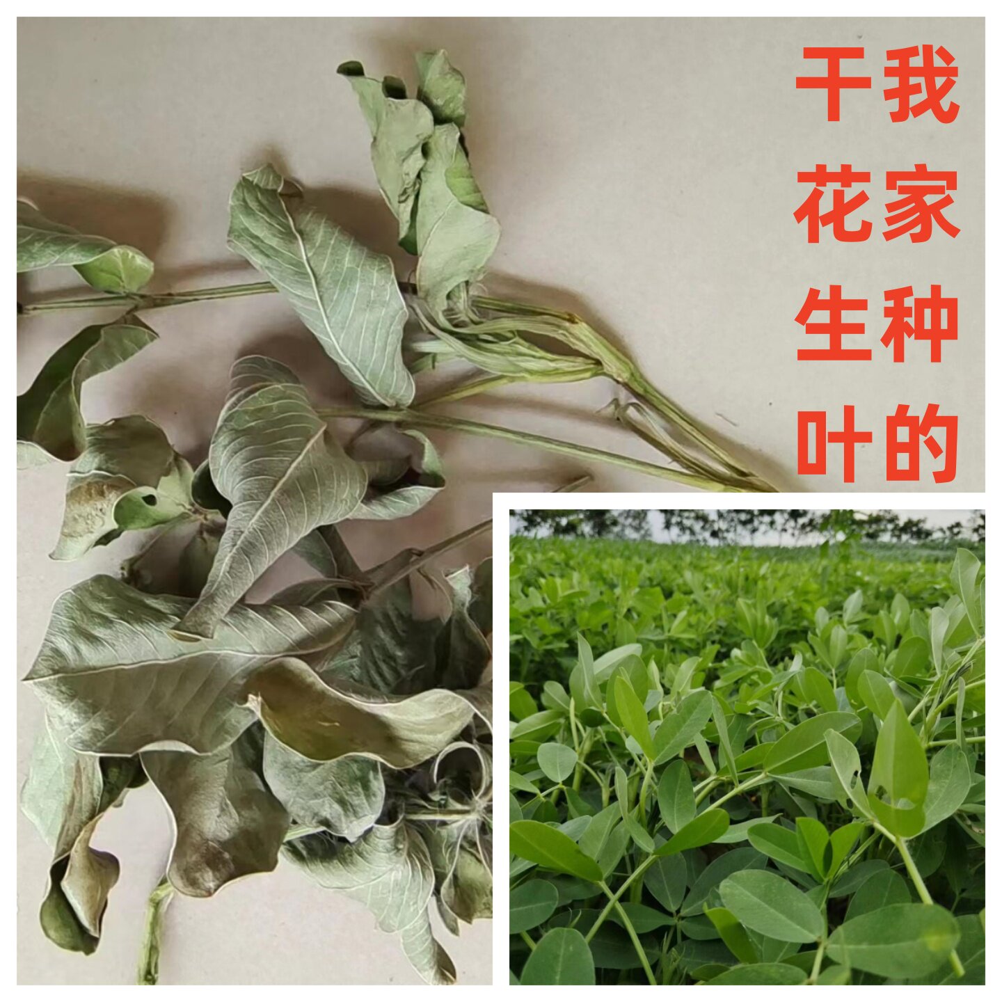 新鲜干花生叶茶原味农家种植图片