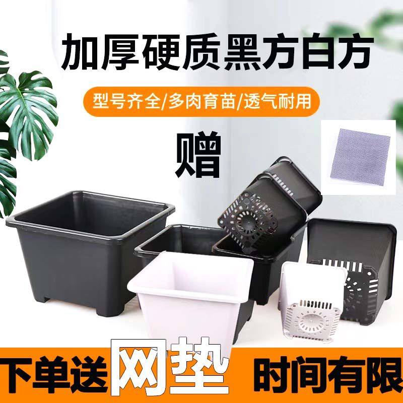 黑色多肉花盆景天小方盆单头老桩景天盆多肉小方盆塑料小黑方加厚,鲜花速递/花卉仿真/绿植园艺,花盆,淘宝优惠券,粉丝福利购,淘宝优惠卷