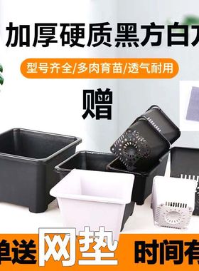 黑色多肉花盆景天小方盆单头老桩景天盆多肉小方盆塑料小黑方加厚