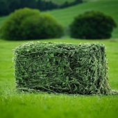 1KG苜蓿草宠物垂耳兔1箱9折头茬侏儒兔大叶兔子用品