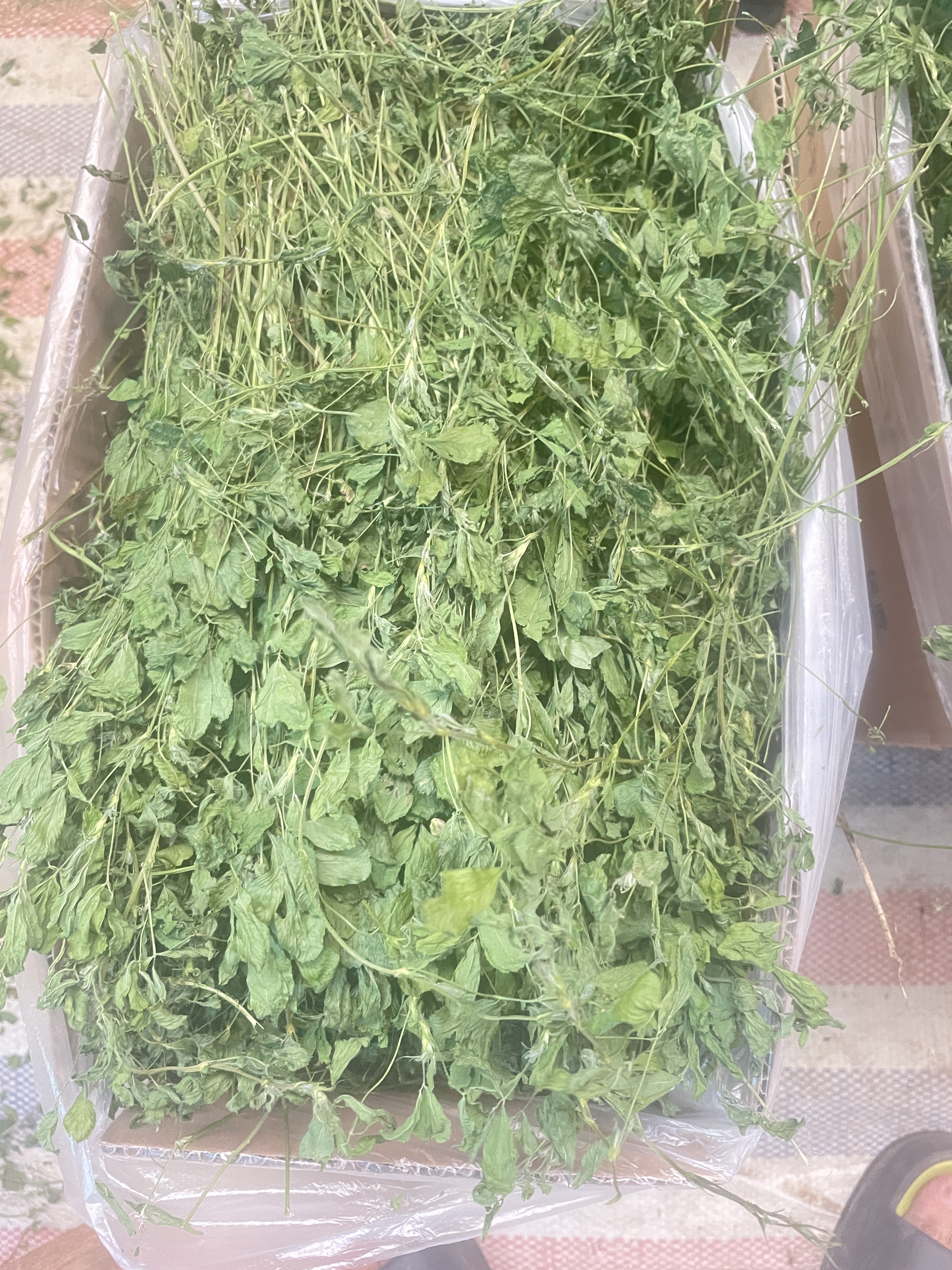25年苜蓿草饲料幼兔草龙猫草荷兰猪豚鼠牧草干草粮食物1000克包邮