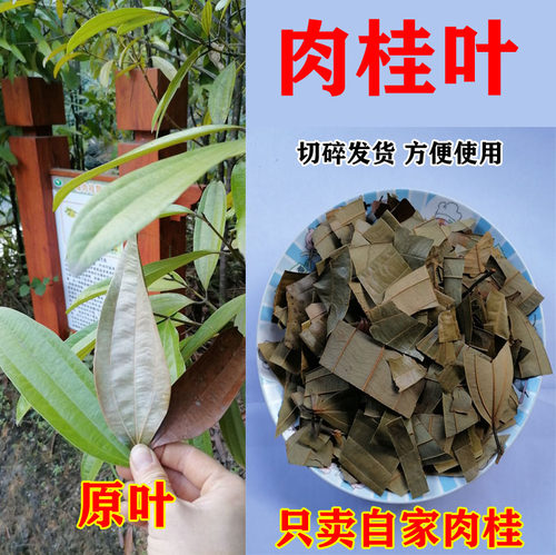 肉桂叶卤肉调味自然清香桂农自销
