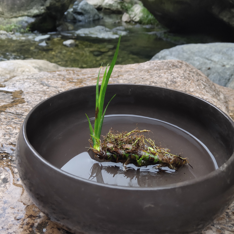 石菖蒲庭院水培好养造景龟缸