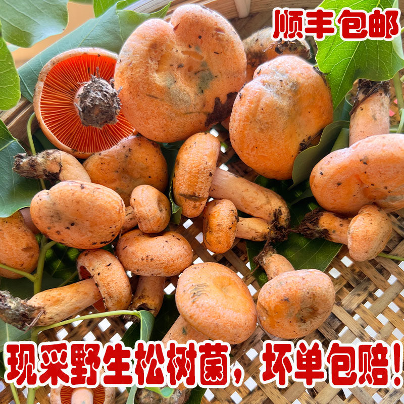 松树菌新鲜三九菇野生菌枞树菌菇寒菌熟谷菌菇铜绿蘑菇湖南雁来蕈