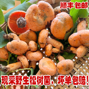 松树菌新鲜三九菇野生菌枞树菌菇寒菌熟谷菌菇铜绿蘑菇湖南雁来蕈