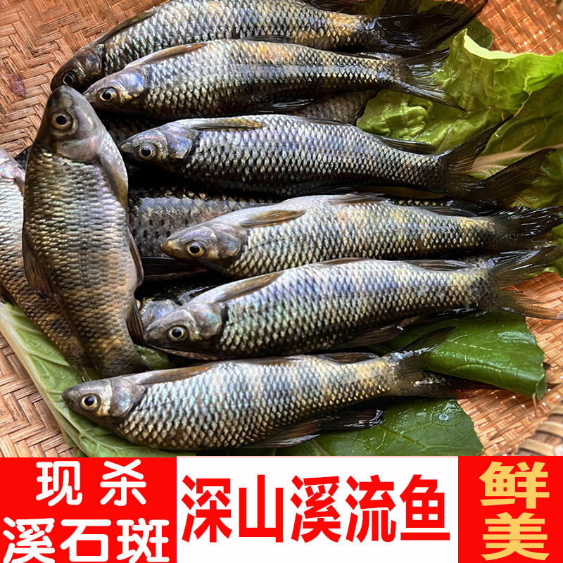 小河鱼现杀现发溪石斑鱼保证新鲜