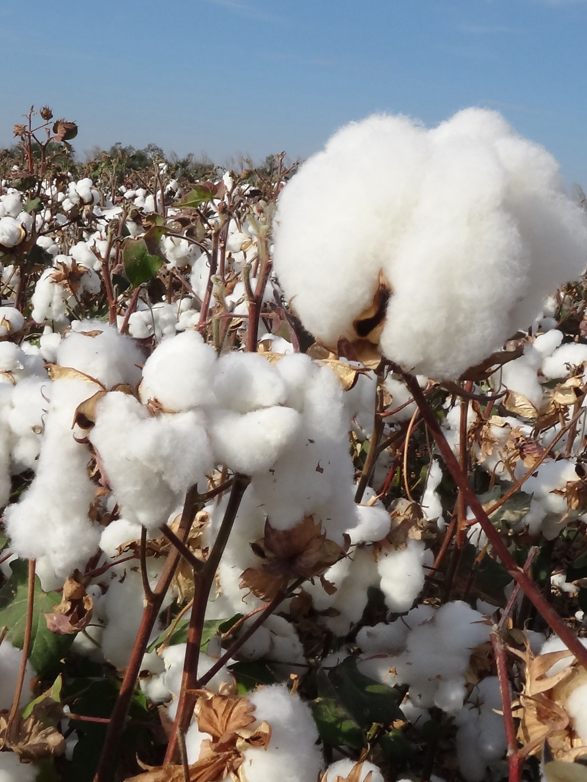 新疆棉被 10斤单双人定制长绒棉花被芯褥子棉胎纯手工制作保暖