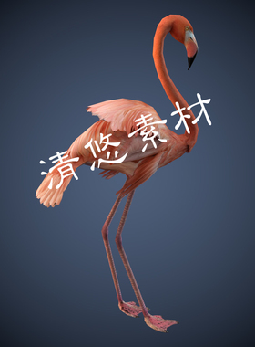 红鹤鸟类c4d fbx格式模型骨骼绑定火烈鸟带动作动物 非实物 A194