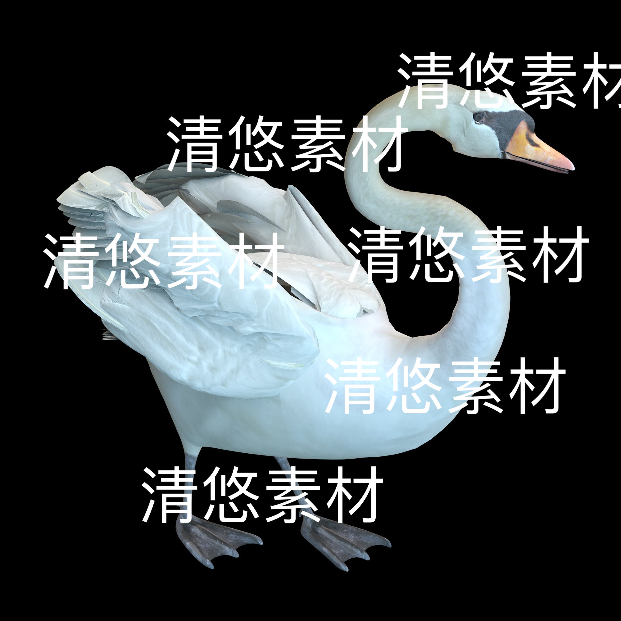 飞行动物3d文件天鹅c4d fbx格式骼绑定文件 103个动作 非实物E298