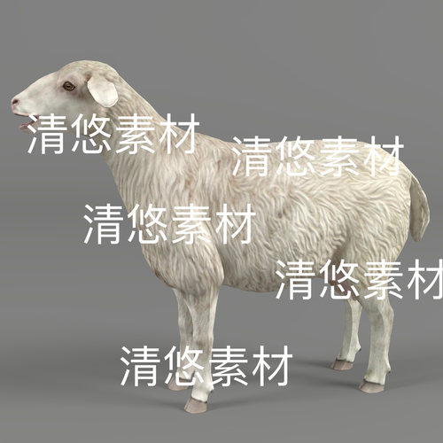 家禽动物c4d fbx格式绵羊骨骼绑定模型3D动作羊文件 非实物A857