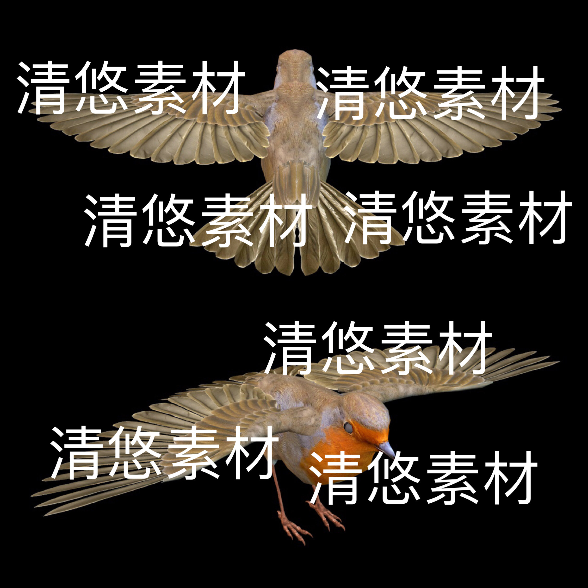 c4d fbx格式骨骼绑定飞行动物欧亚鸲知更小鸟动作文件 非实物D65