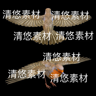 骨骼绑定飞行动物欧亚鸲知更小鸟动作文件 非实物D65 fbx格式 c4d