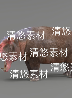 河马动物3d文件c4d fbx格式河马骨骼绑定模型动作 非实物E275