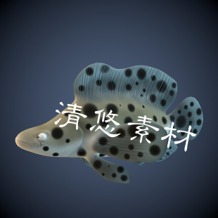 fbx格式 骨骼绑定模型非实物A246 c4d 鱼类海洋动物豹斑石斑鱼maya