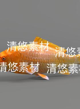 淡水鱼c4d fbx格式锦鲤骨骼绑定动作锦鲤鱼参考文件 非实物E310