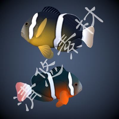 鱼类小丑鱼3dmax c4d海葵鱼模型小鱼动物骨骼绑定动画fbx格式 288