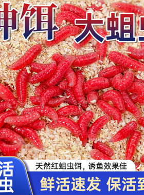 鲜活红蛆虫活饵红虫活饵鱼饵户外野钓鲫鱼饵料溪流爆护虫饵红曲虫
