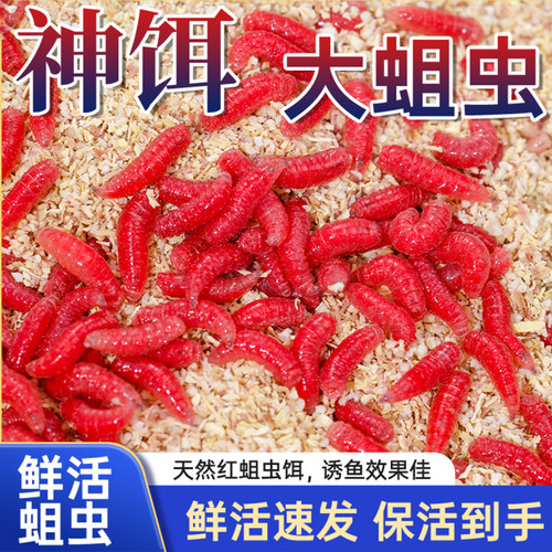 鲜活红蛆虫活饵鱼饵野钓神饵