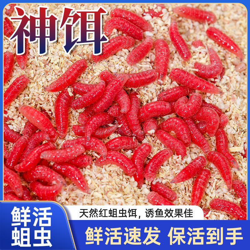 鲜活红蛆虫活饵红虫活饵鱼饵户外野钓鲫鱼饵料溪流爆护虫饵红曲虫