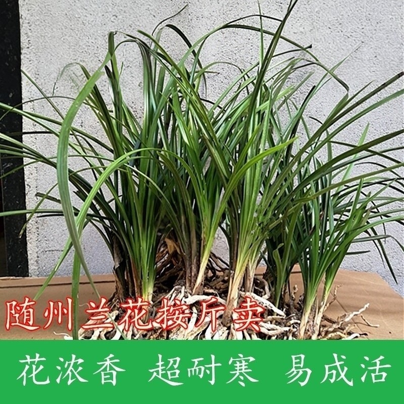 兰花春兰蕙兰九节兰浓香耐寒