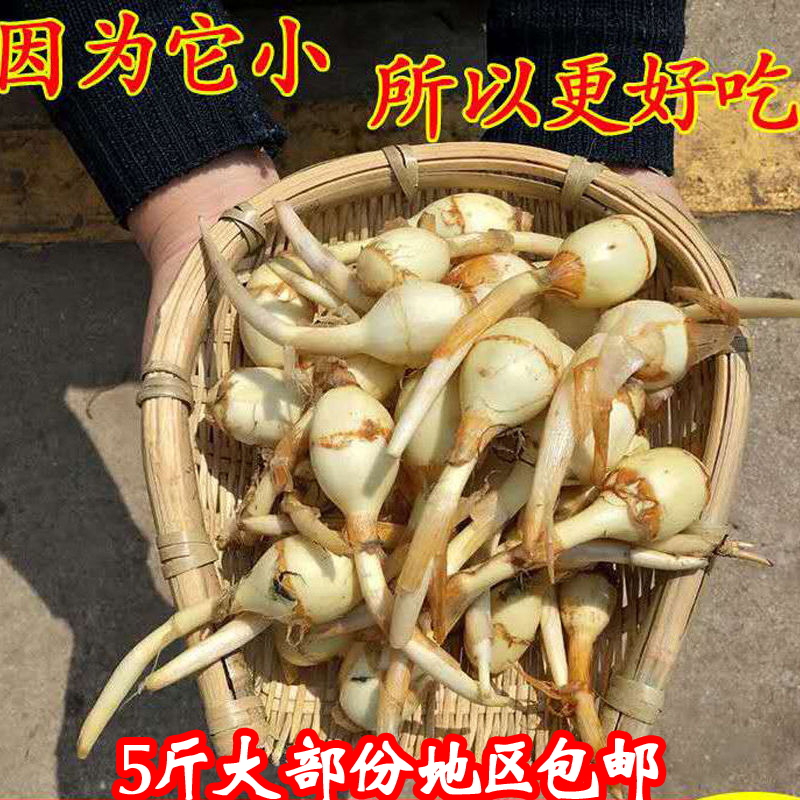 茨菇新鲜蔬菜马蹄慈菇茨菰500g