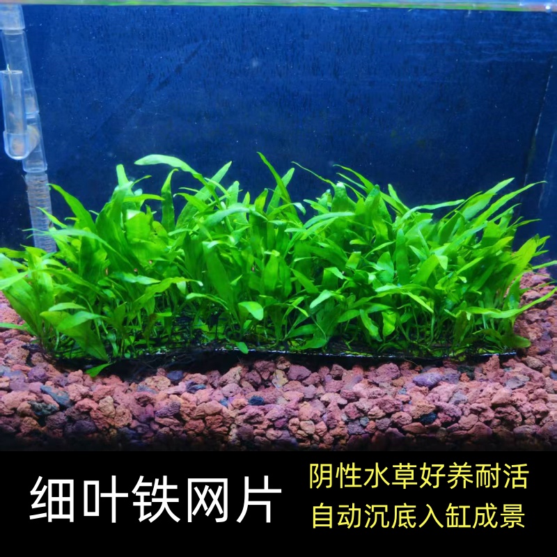 细叶铁皇冠网片鱼缸草坪造景水草