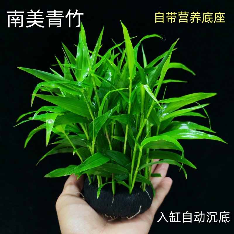 南美青竹坨草新手懒人阴性好养淡水真水草鱼缸净化水质增氧造景