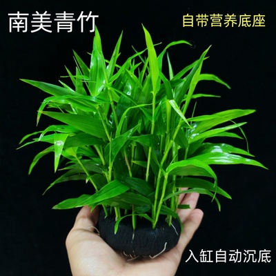 南美青竹坨草新手懒人真水草